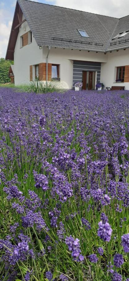 Agroturystyka Aura Kostrzyca ภายนอก รูปภาพ